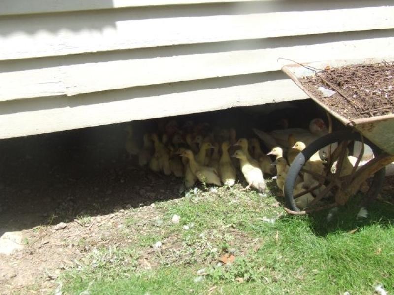 274 Neusavale  Road WOLVI 4570, Wolvi QLD 4570