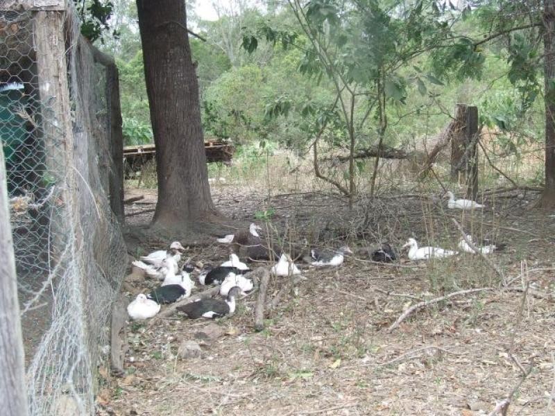 274 Neusavale  Road WOLVI 4570, Wolvi QLD 4570