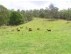 Wolvi QLD 4570