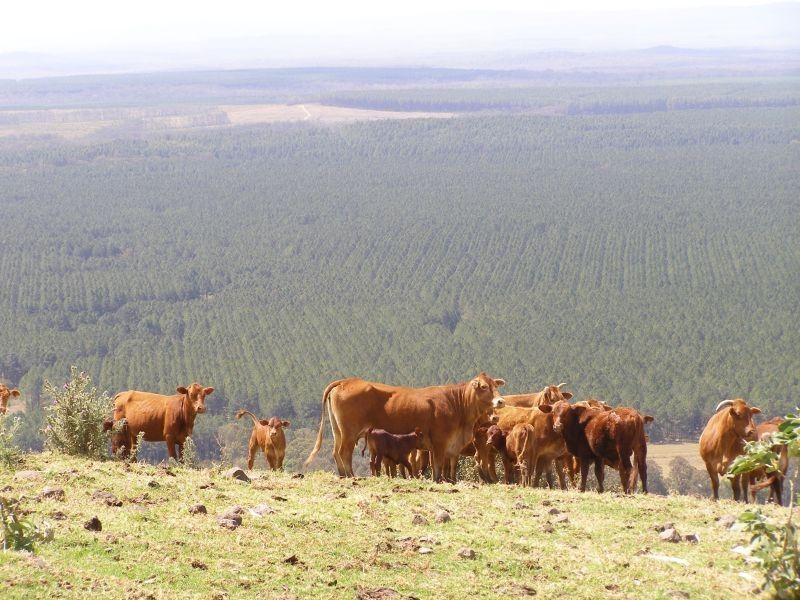 Wolvi QLD 4570