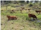 Wolvi QLD 4570