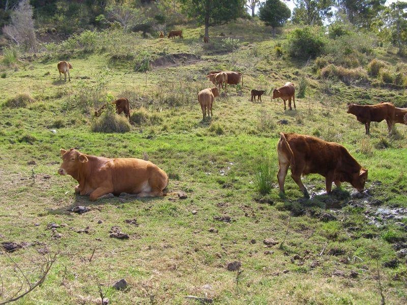 Wolvi QLD 4570