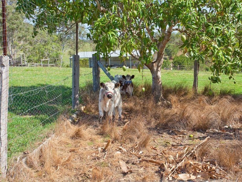 1165 Kin Kin Road, Wolvi QLD 4570