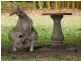 32 Kildeys Road, Cootharaba QLD 4565