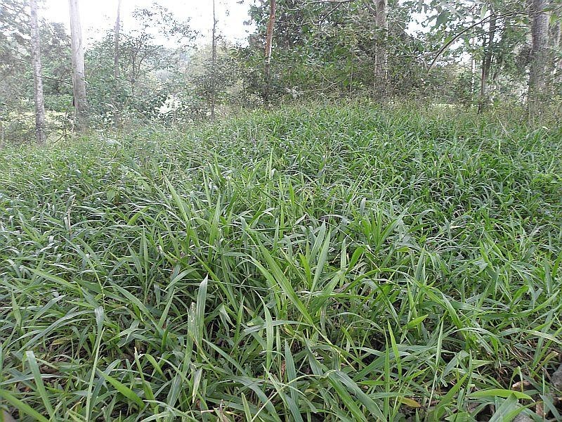 545 Sister Tree Creek Road, Kin Kin QLD 4571