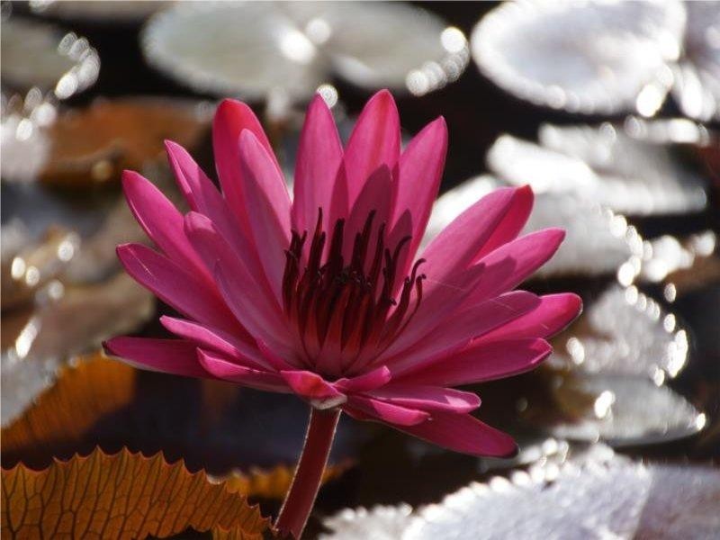 72 Arthur Stubbins Road, Kin Kin QLD 4571