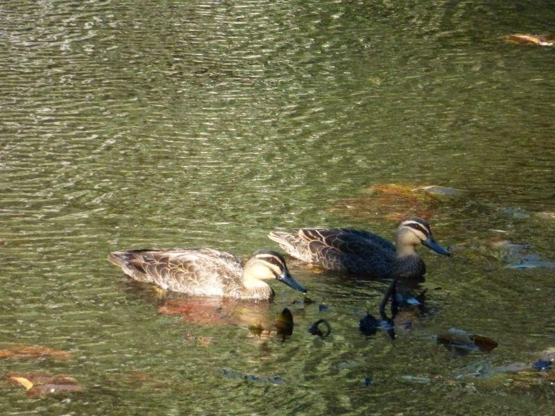 72 Arthur Stubbins Road, Kin Kin QLD 4571