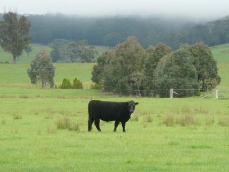 271 Quists  Road, Majors Creek NSW 2622