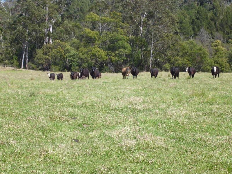 Currowan NSW 2536