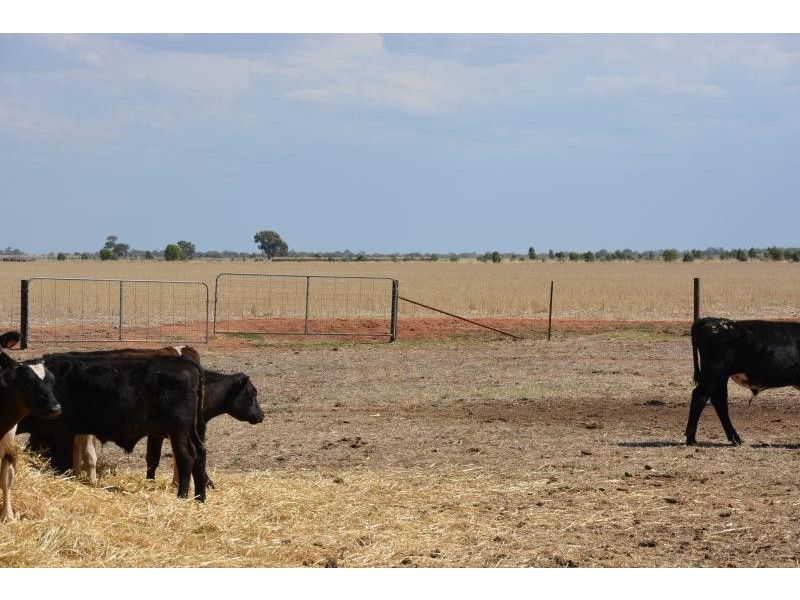Farm 636 McLarty Road, Coleambally NSW 2707