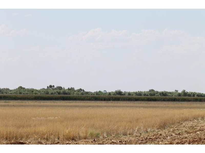 Farm 636 McLarty Road, Coleambally NSW 2707