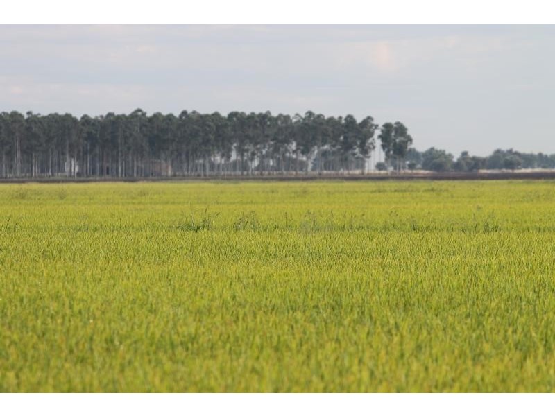 Farms 610 Thurrowa Road, Coleambally NSW 2707
