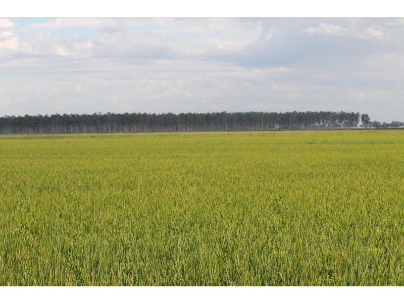 Farms 610 Thurrowa Road, Coleambally NSW 2707