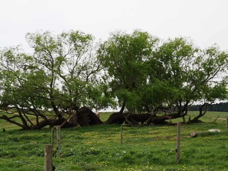 Cnr Dow Road & Copping Road  GLENCOE 5291, Glencoe SA 5291