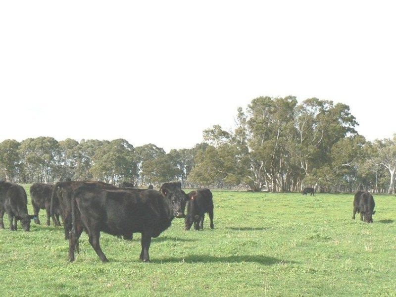 Brooksby Road  WATTLE RANGE EAST 5279, Wattle Range East SA 5279