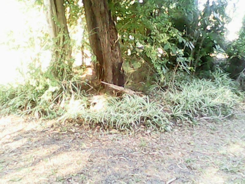 22 Mango  Crescent MACLEAY ISLAND 4184, Macleay Island QLD 4184