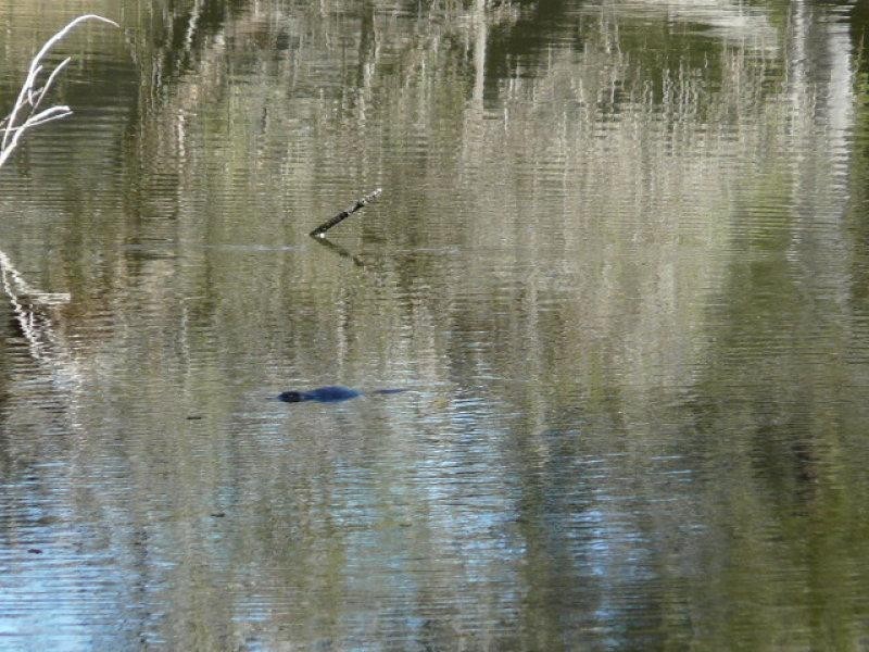 Tenterfield NSW 2372