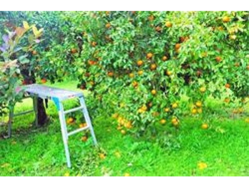 1070 Singleton Road, Wisemans Ferry NSW 2775