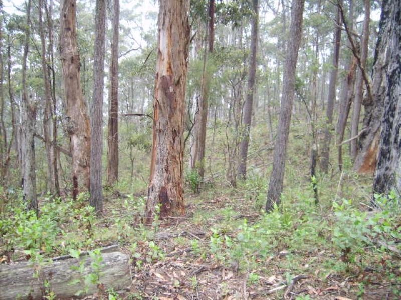 Lot 14-220 Moreings Road CANDELO 2550, Candelo NSW 2550