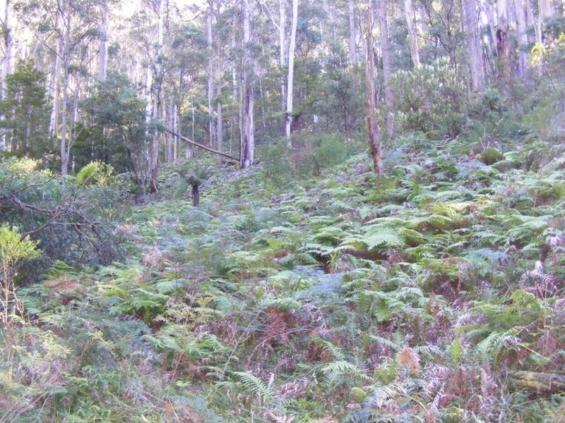Lot 2 Snowy Mountains Highway BEMBOKA 2550, Bemboka NSW 2550