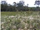 Lot 5 Shady Lane WALLAGOOT 2550, Wallagoot NSW 2550