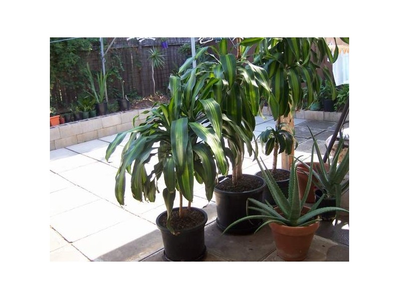 3/128  Auburn, Auburn NSW 2144