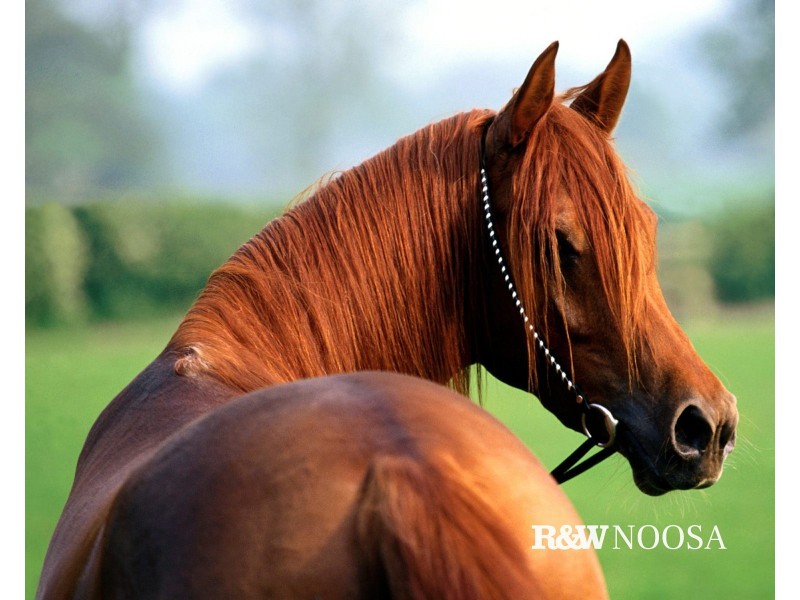 222 Finland Road, Marcoola QLD 4564