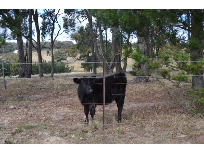 Lot 31, 514 Red Hills Road, Marulan NSW 2579