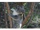 45 Forest Drive, Elanora QLD 4221