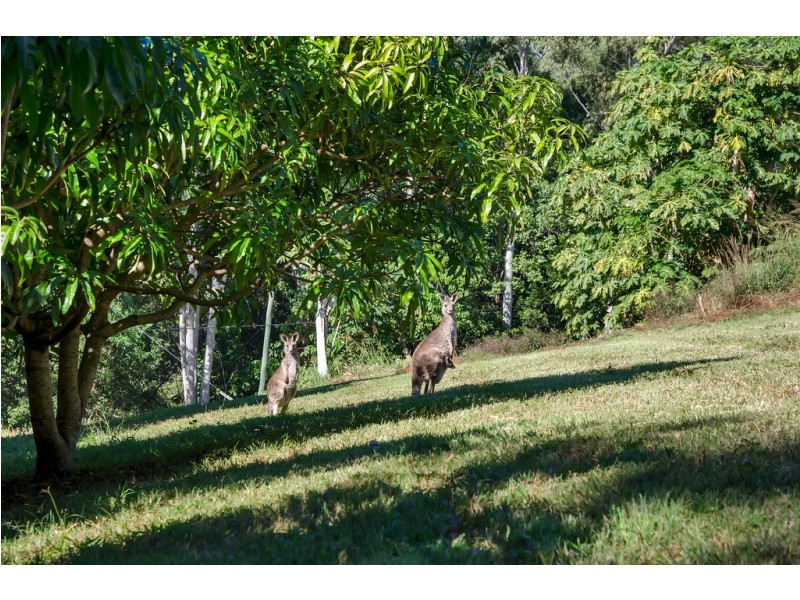 Currumbin Valley QLD 4223