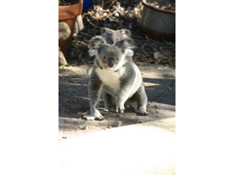 29 Calcita Avenue, Elanora QLD 4221