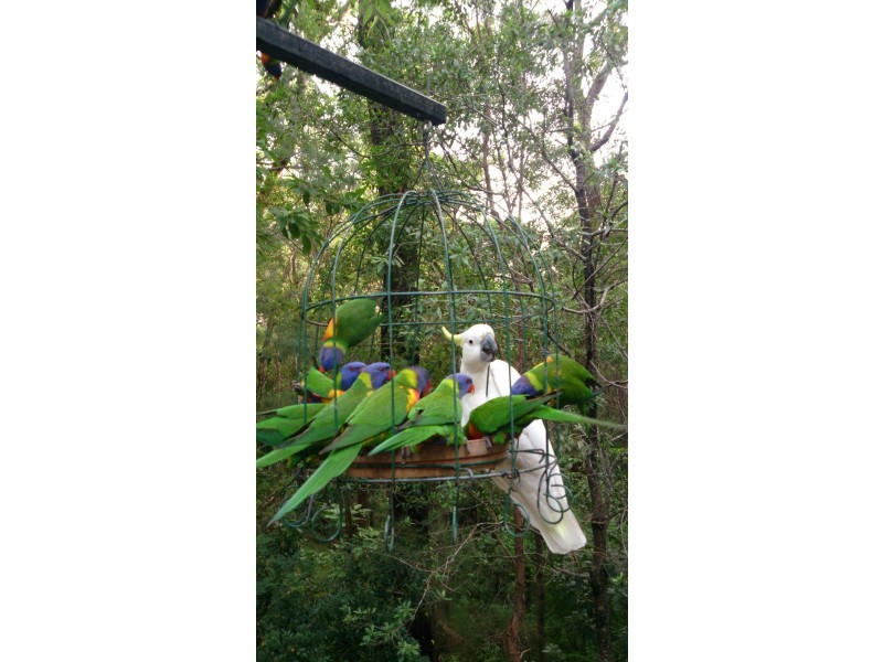 29 Calcita Avenue, Elanora QLD 4221