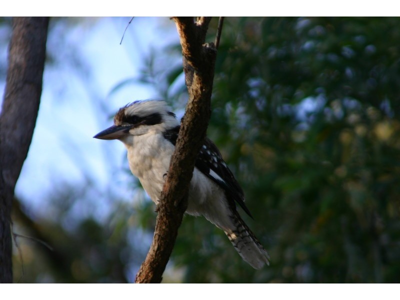 29 Calcita Avenue, Elanora QLD 4221