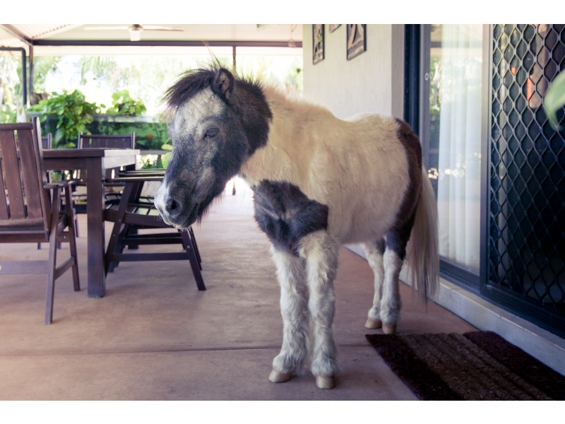 40 Brooking Circuit, Virginia NT 0835