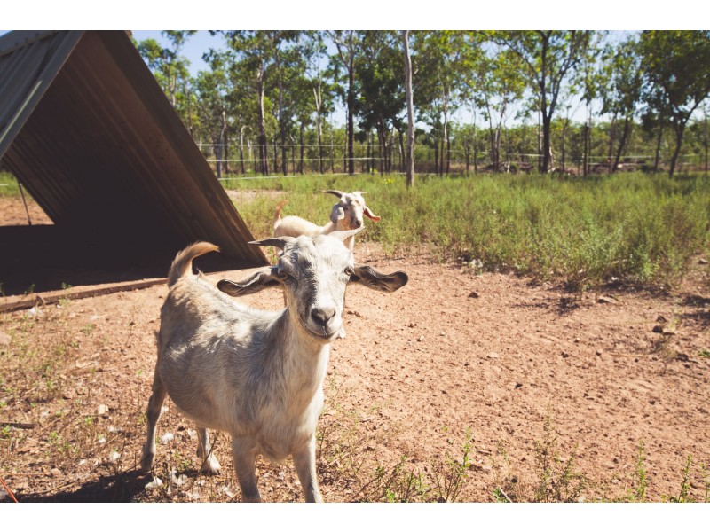 40 Brooking Circuit, Virginia NT 0835