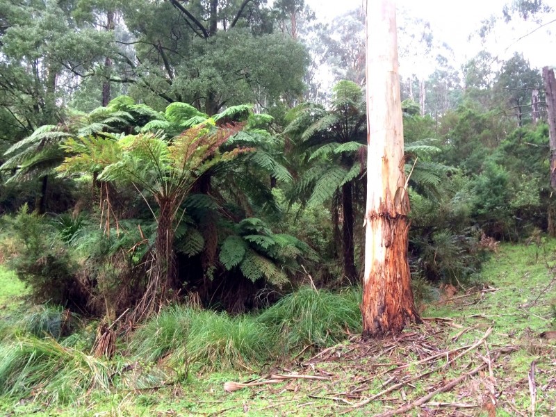 1315 Little Yarra Road, Gilderoy VIC 3797