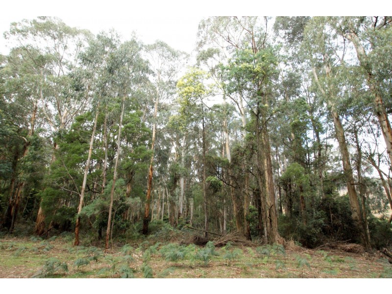 825 Gembrook – Launching Place Road, Hoddles Creek VIC 3139