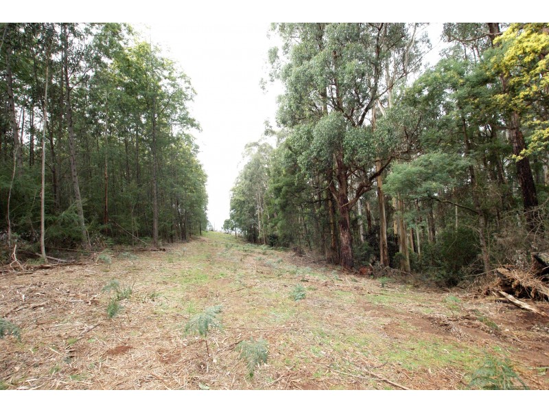 825 Gembrook – Launching Place Road, Hoddles Creek VIC 3139