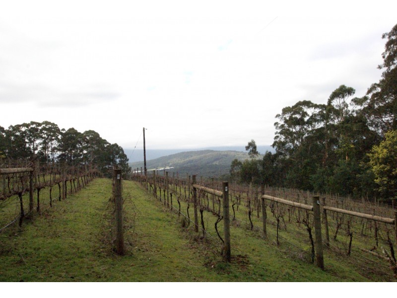 825 Gembrook – Launching Place Road, Hoddles Creek VIC 3139