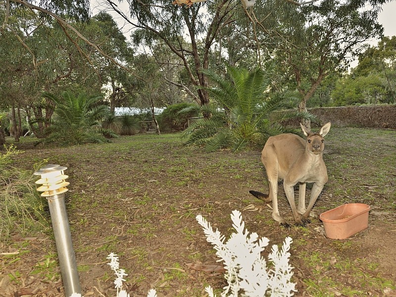 16 Honeytree Place, Falcon WA 6210