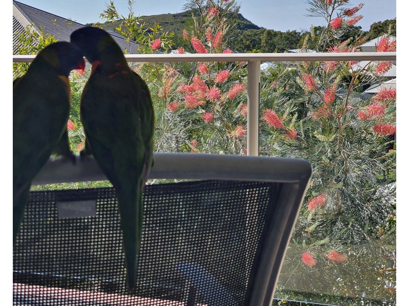 10 Feathertail Place, Peregian Springs QLD 4573