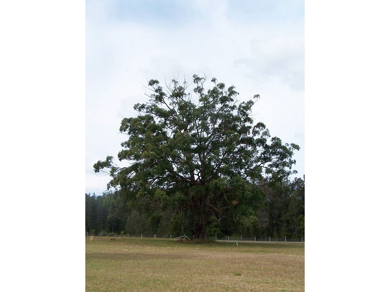 2 Brae Close, Failford NSW 2430