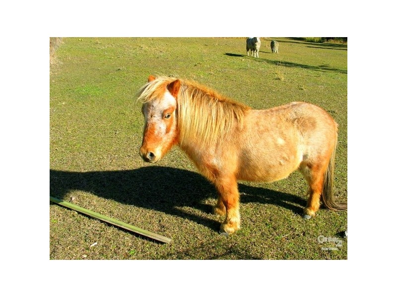 135 Wyee Farms Road, Wyee NSW 2259