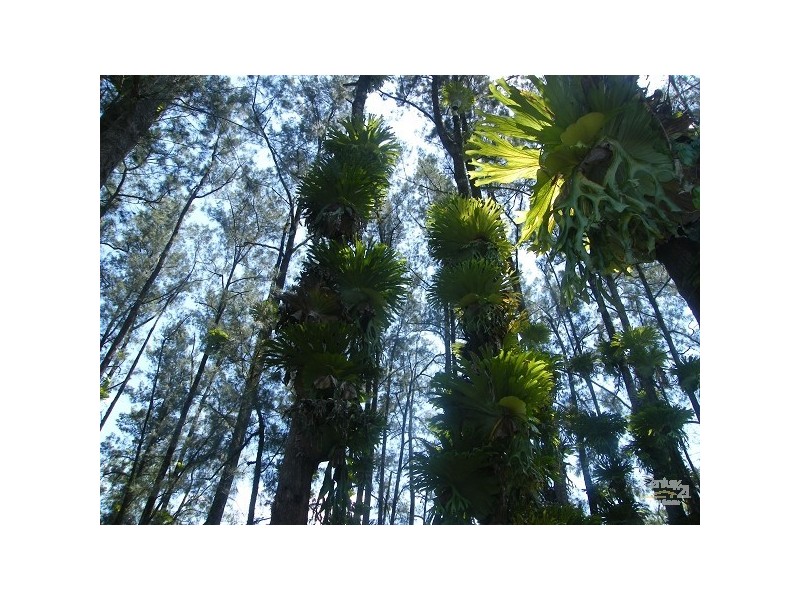 Green Pigeon NSW 2474