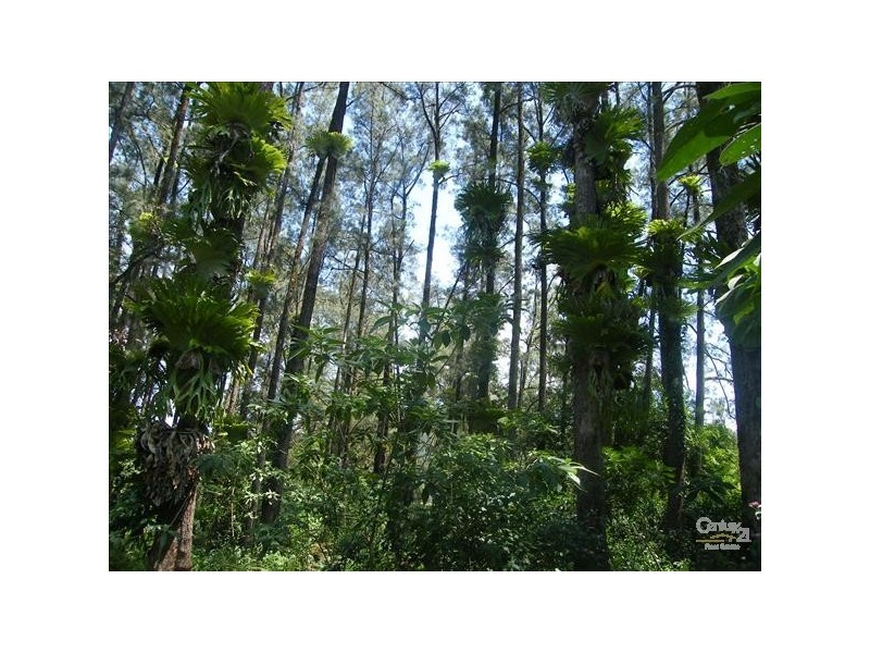 Green Pigeon NSW 2474