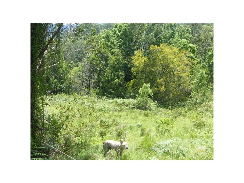 Green Pigeon NSW 2474