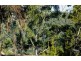 103 Arthur, Forestville NSW 2087