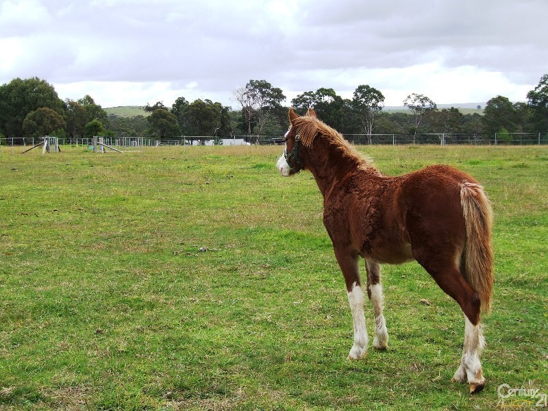 52 Wilton Road, Wilton NSW 2571