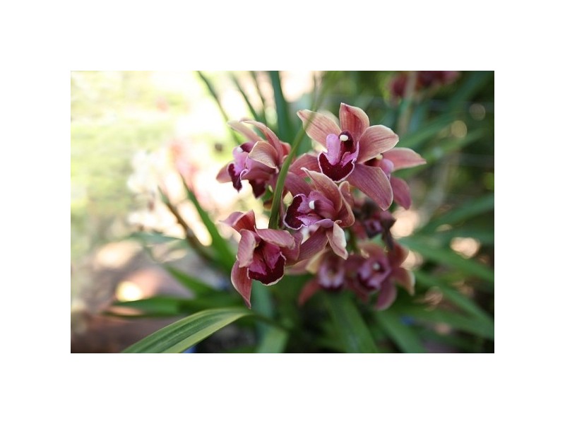 29 Monash Avenue, Great Mackerel Beach NSW 2108