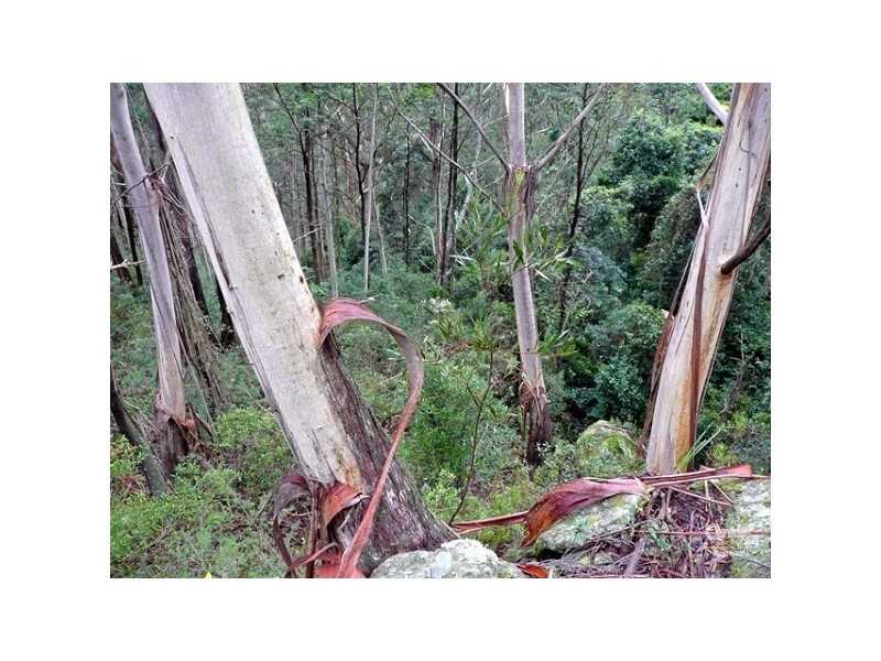43A Bells Line Of Road, Mount Tomah NSW 2758